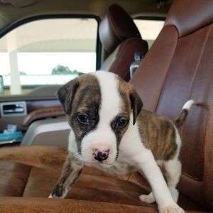 Meet your Posher, Austin